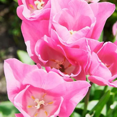 Les Saules Favières