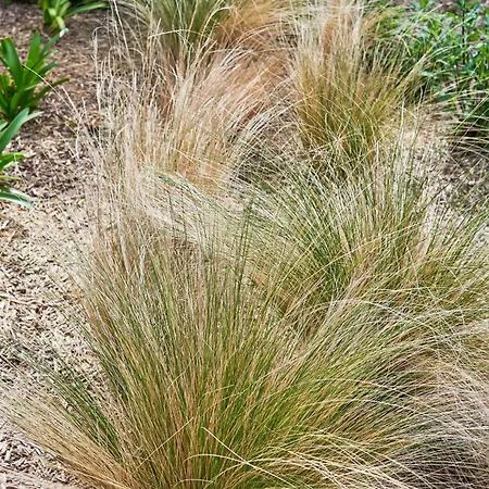 Les Saules Favières