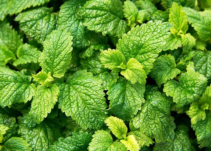 Les Saules 3* Favieres (Somme)