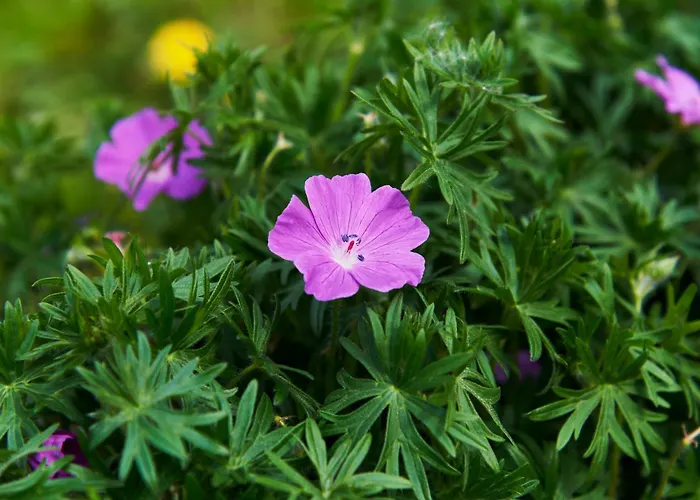 Les Saules Hotel Favières