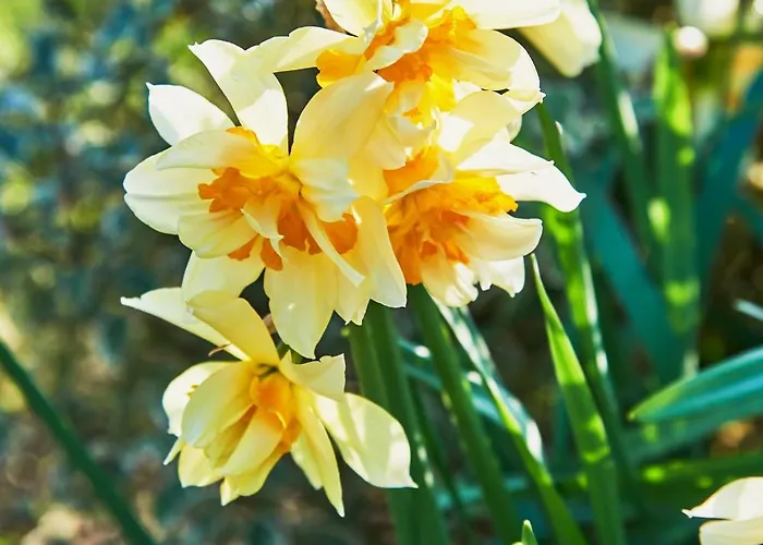 Hotel Les Saules Favières
